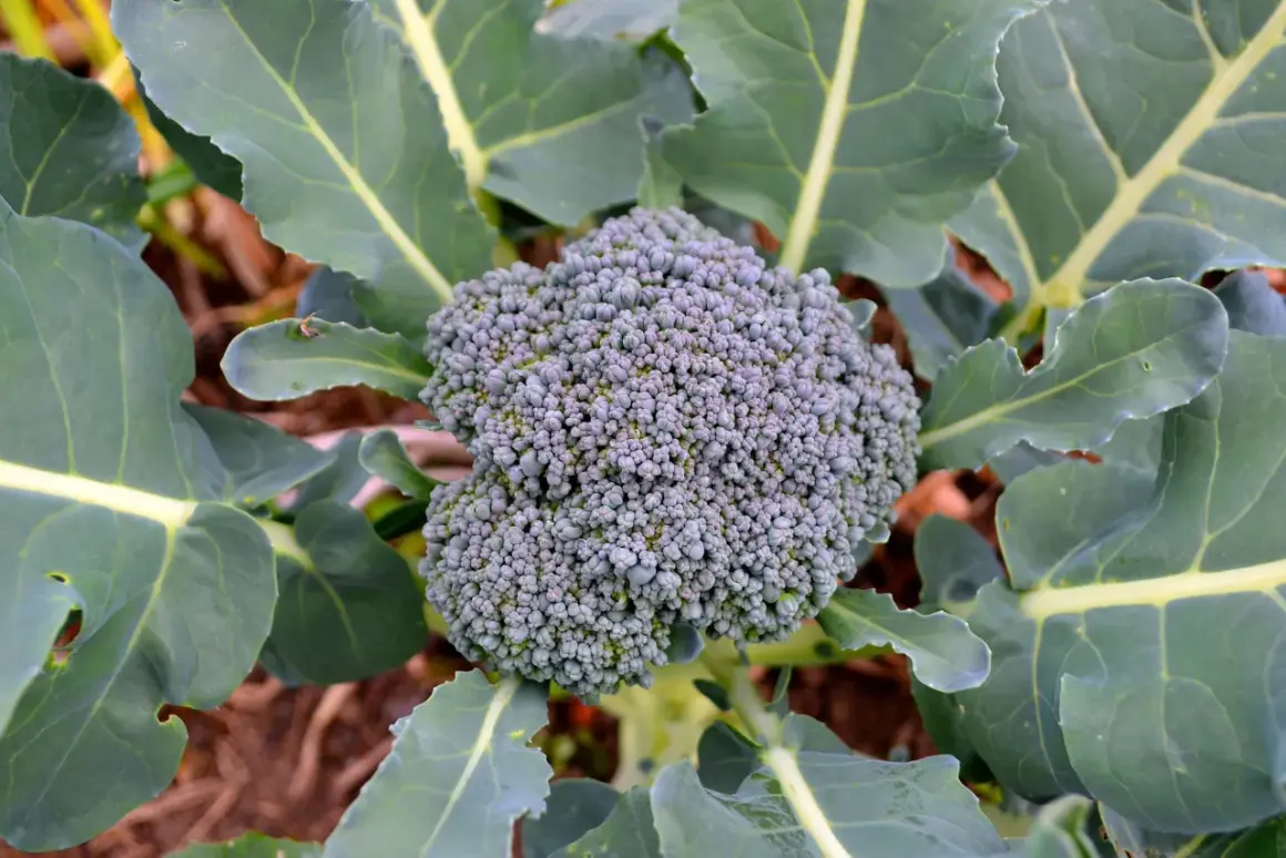 En frodig broccoli blomma med gröna blad i en trädgård.