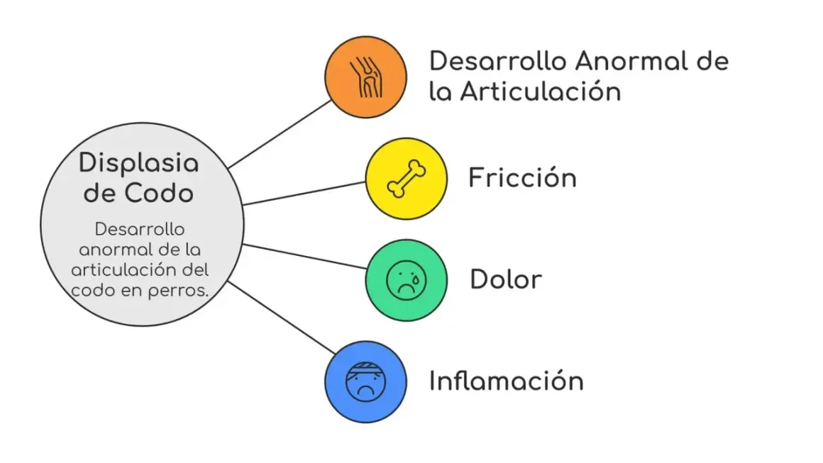 Diagrama sobre displasia de codo en perros, detallando desarrollo anormal, fricción, dolor e inflamación.