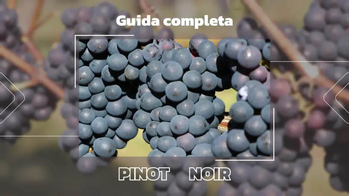 Grappoli di Pinot Nero maturi, pronti per una guida completa alla degustazione.