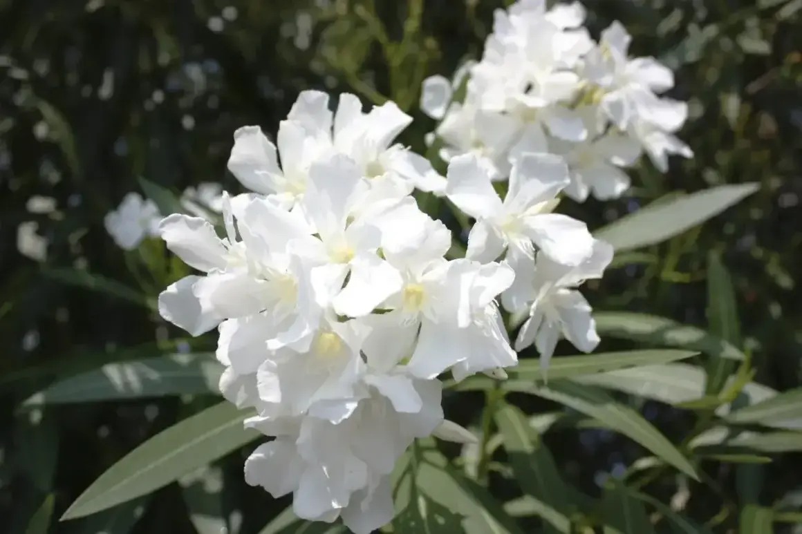 Kwitnący oleander w białych kolorach, z zielonymi liśćmi w tle.