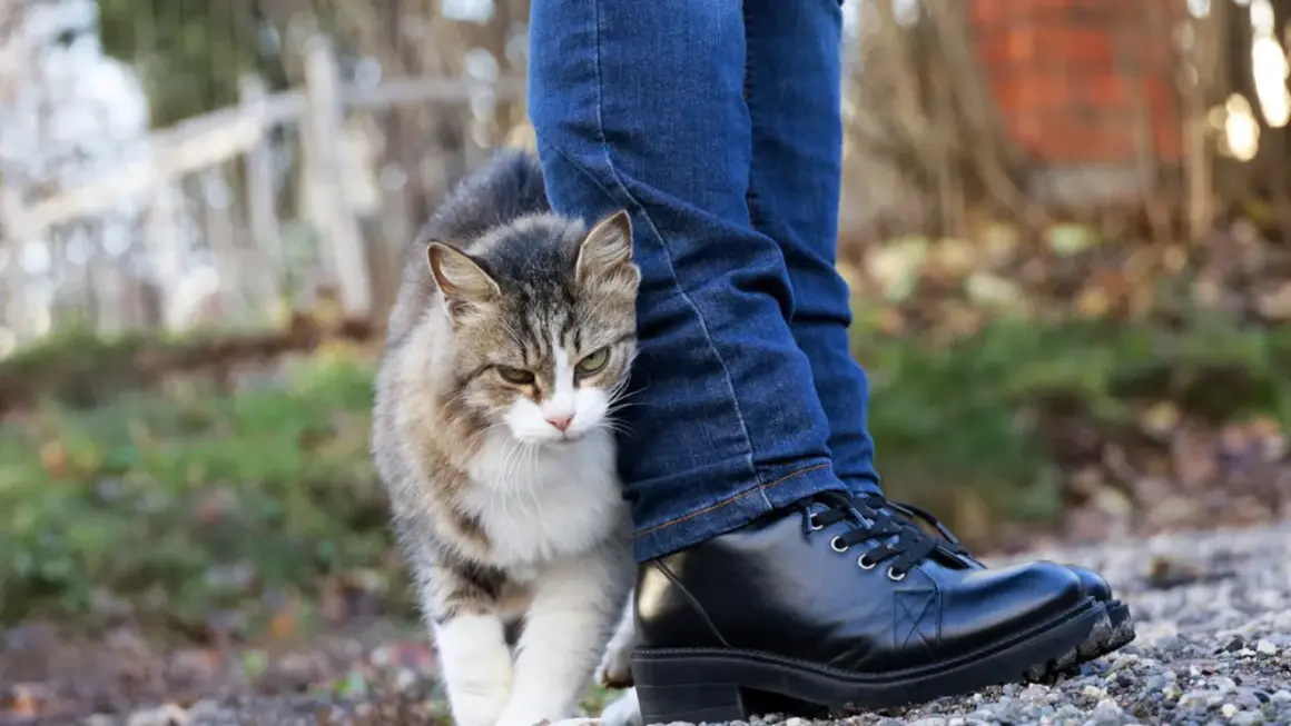 Un gato atigrado se frota contra la pierna de una persona con jeans y botas negras. Es una muestra de afecto, una forma de decir "porque los gatos se frotan con las personas".