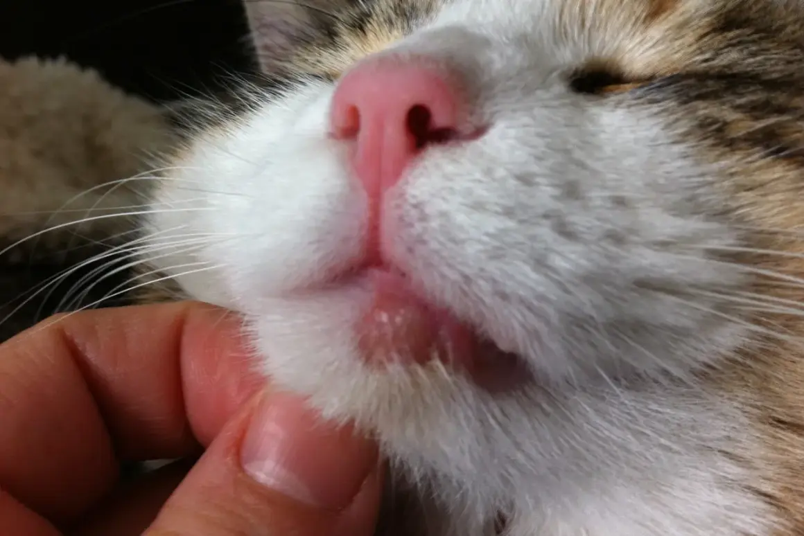 Un gros plan sur le museau d'un chat, révélant une lèvre gonflée et irritée. Une main caresse doucement le chat.
