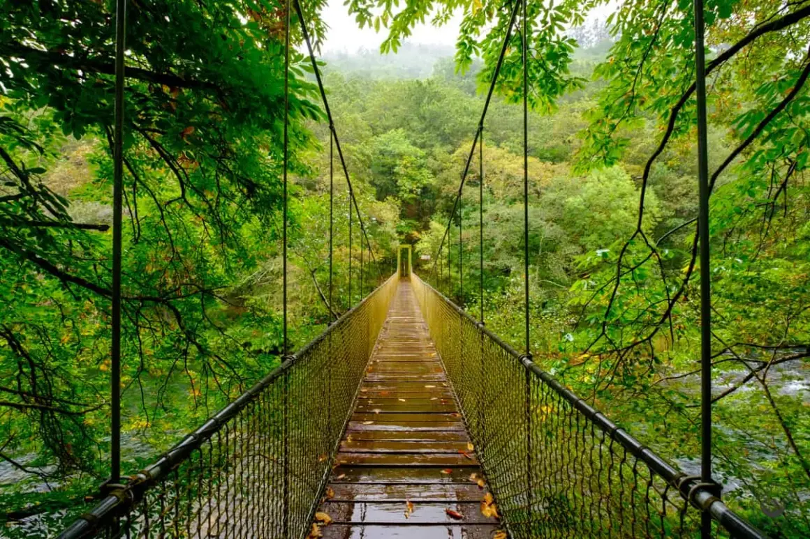 Puente colgante en las fragas del Eume, un mirador natural entre árboles frondosos y un río.