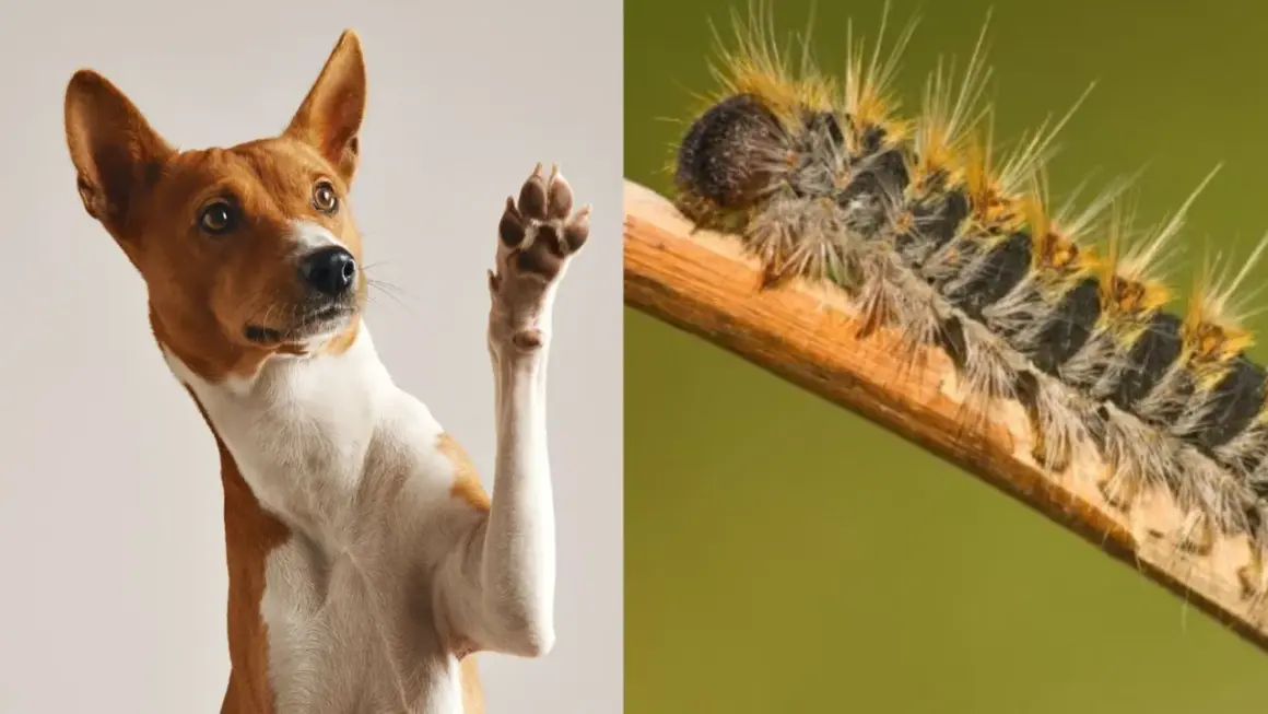 Perro levanta pata, alerta ante la procesionaria. ¡Cuidado con los perros!