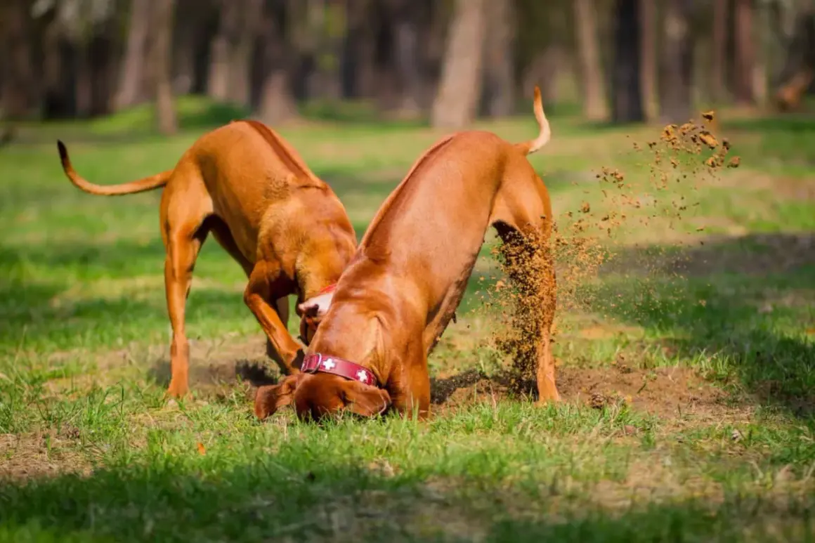 Dwa psy kopią w ziemi, jakby szukały skarbu. Może to wyjaśnia, czemu pies kopie na kanapie – szuka ukrytych smakołyków!