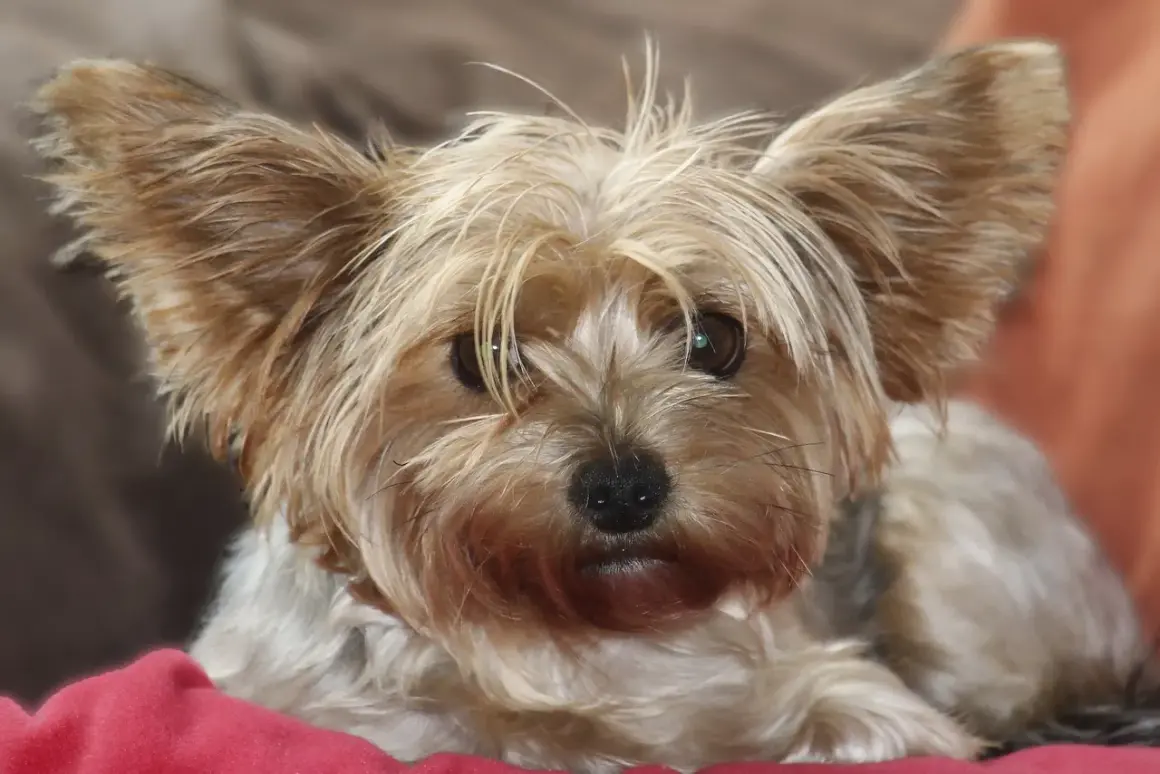 Yorkshire terrier con pelo largo y despeinado, ideal para inspiración de tipos corte de pelo yorkshire fotos.