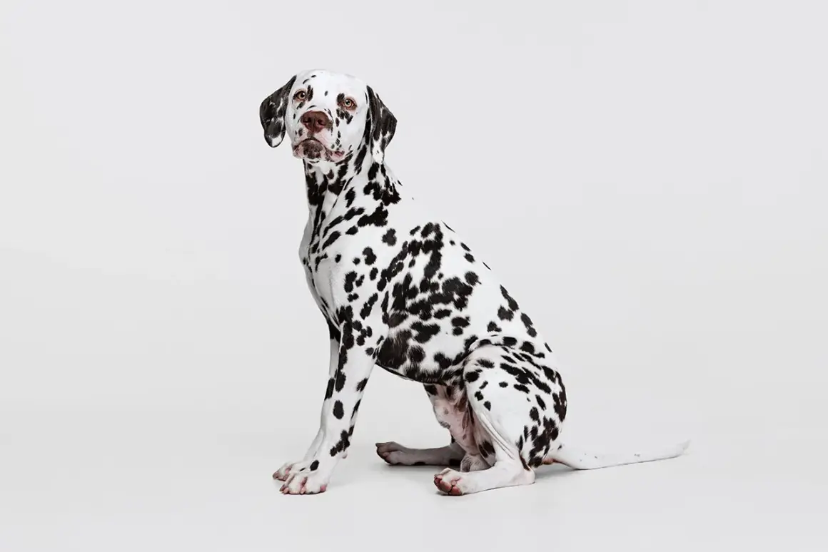 Uroczy dog o białej sierści w czarne cętki siedzi cierpliwie, czekając na pochwałę.