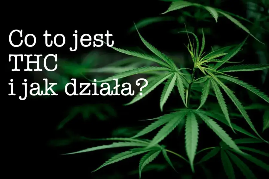 THC: Co to jest, jak działa i czy jest legalne w Polsce?