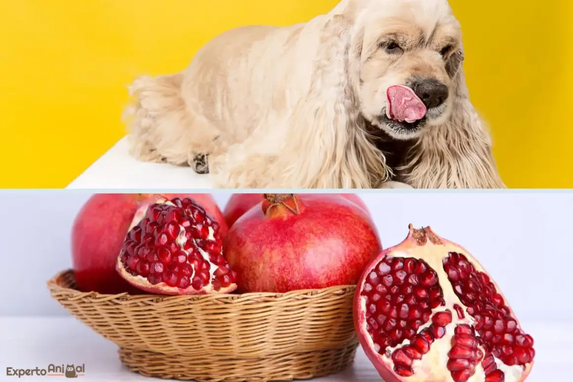 Un perro color crema lame su hocico, con granadas frescas en una cesta. ¿Pueden comer granada los perros?