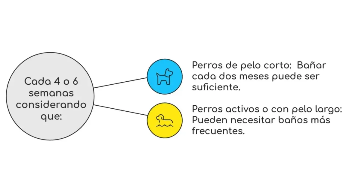 Guía sobre cada cuanto se baña a un perro: pelo corto cada dos meses, pelo largo o activos, baños más frecuentes.