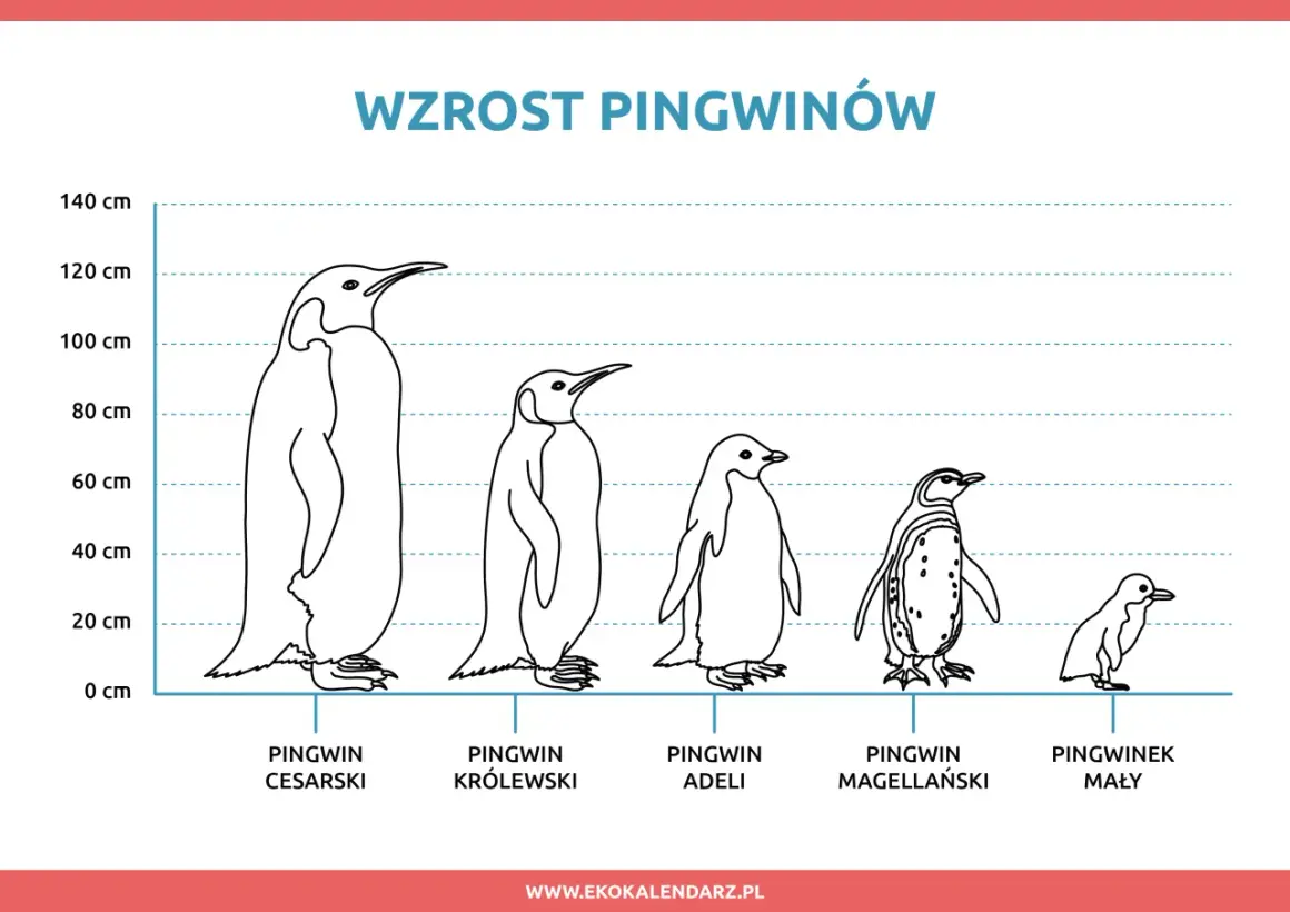 Różne gatunki pingwinów od największego cesarskiego do najmniejszego pingwinka małego, porównane pod względem wzrostu.