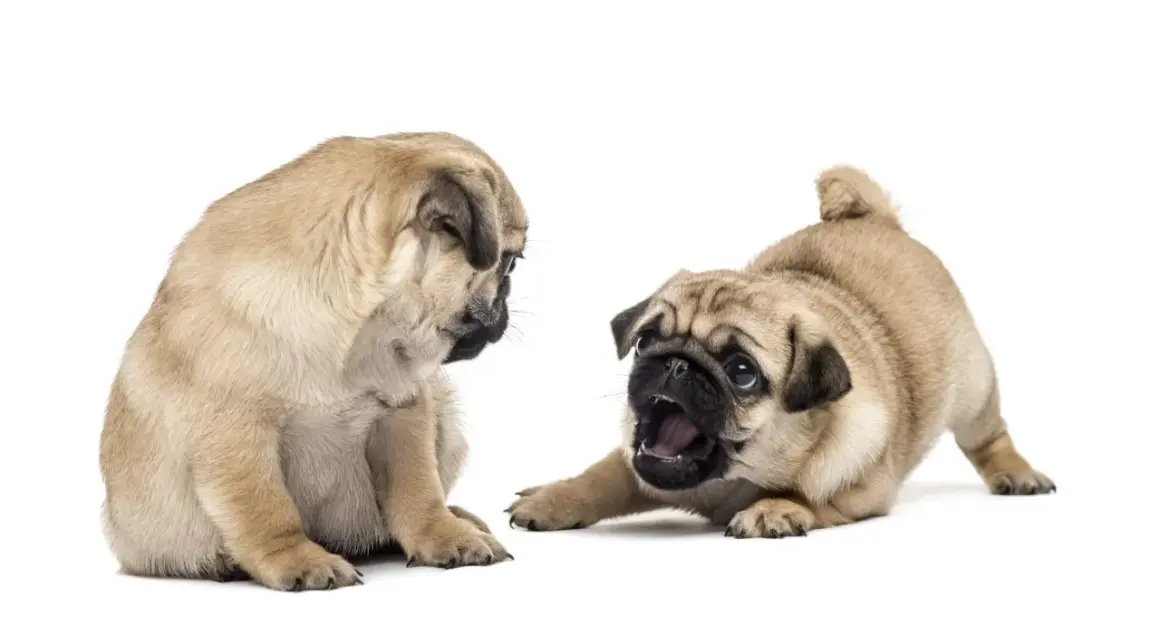 Dos cachorros pug juguetones, uno sentado y otro en posición de ataque, mostrando su adorable pug temperamento.