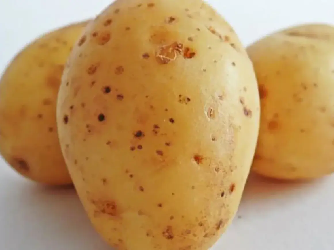 Tres patatas crudas con pequeñas manchas oscuras. ¿Te atreverías a comer patata cruda?