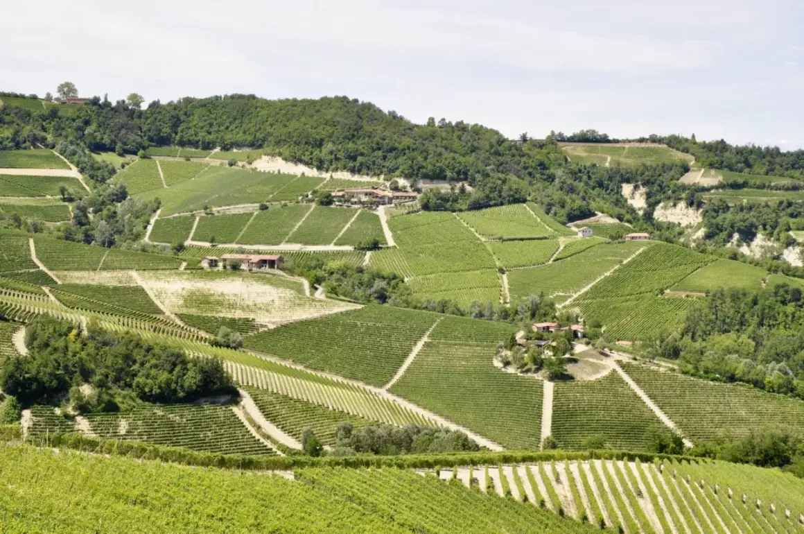 Sanfte Hügel mit endlosen Weinbergen, die die berühmte Barbaresco Rebsorte tragen. Kleine Häuser schmiegen sich in die Landschaft.