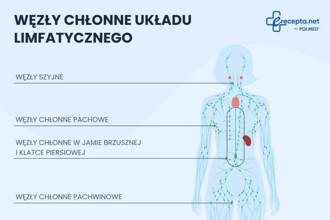 Schemat układu limfatycznego z zaznaczonymi węzłami chłonnymi: szyjnymi, pachowymi, w jamie brzusznej i klatce piersiowej, oraz pachwinowymi.