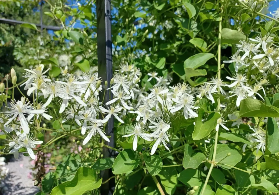 Kwitnący powoj **clematis jak szybko rośnie** na tle zieleni i błękitnego nieba.