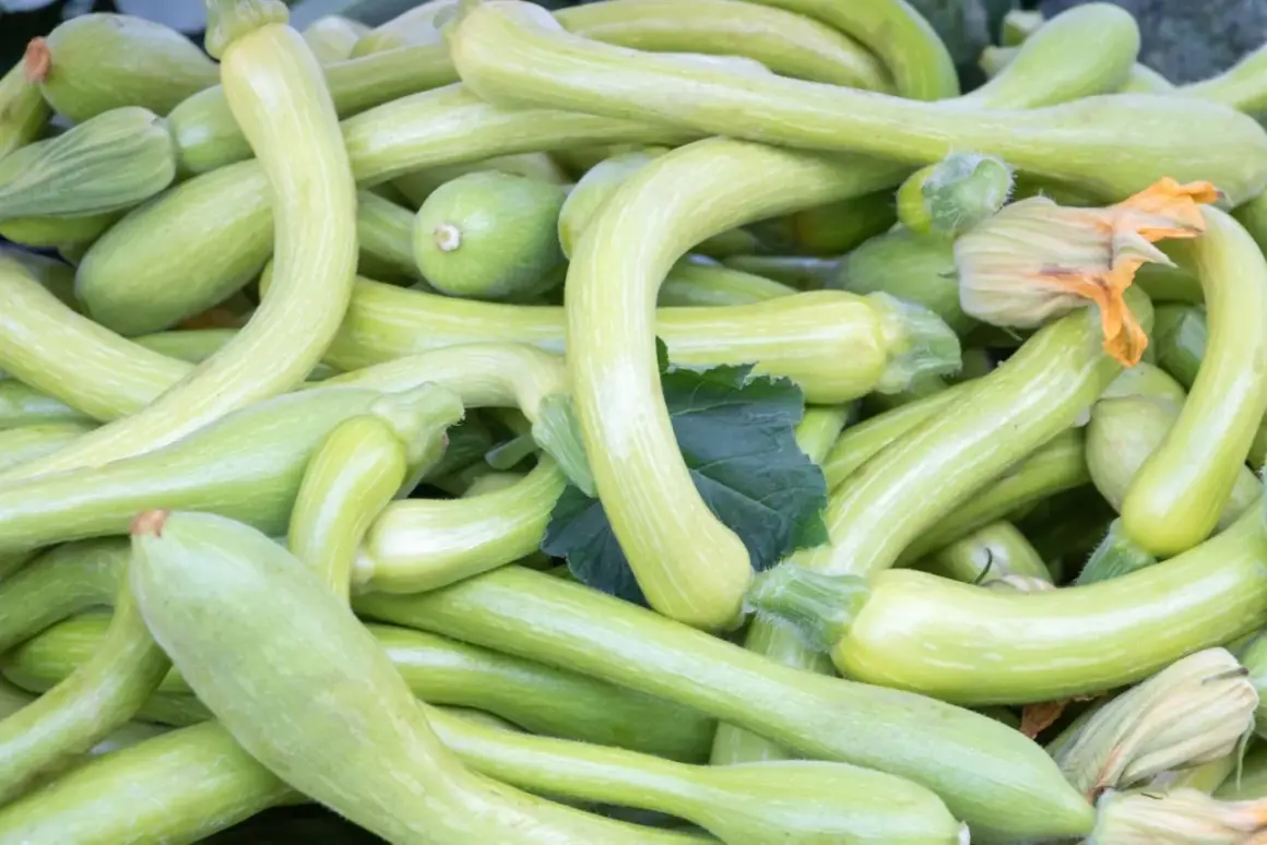 Zucchine trombetta fresche, perfette per le ricette liguri. Un tripudio di verde e sapori autentici.