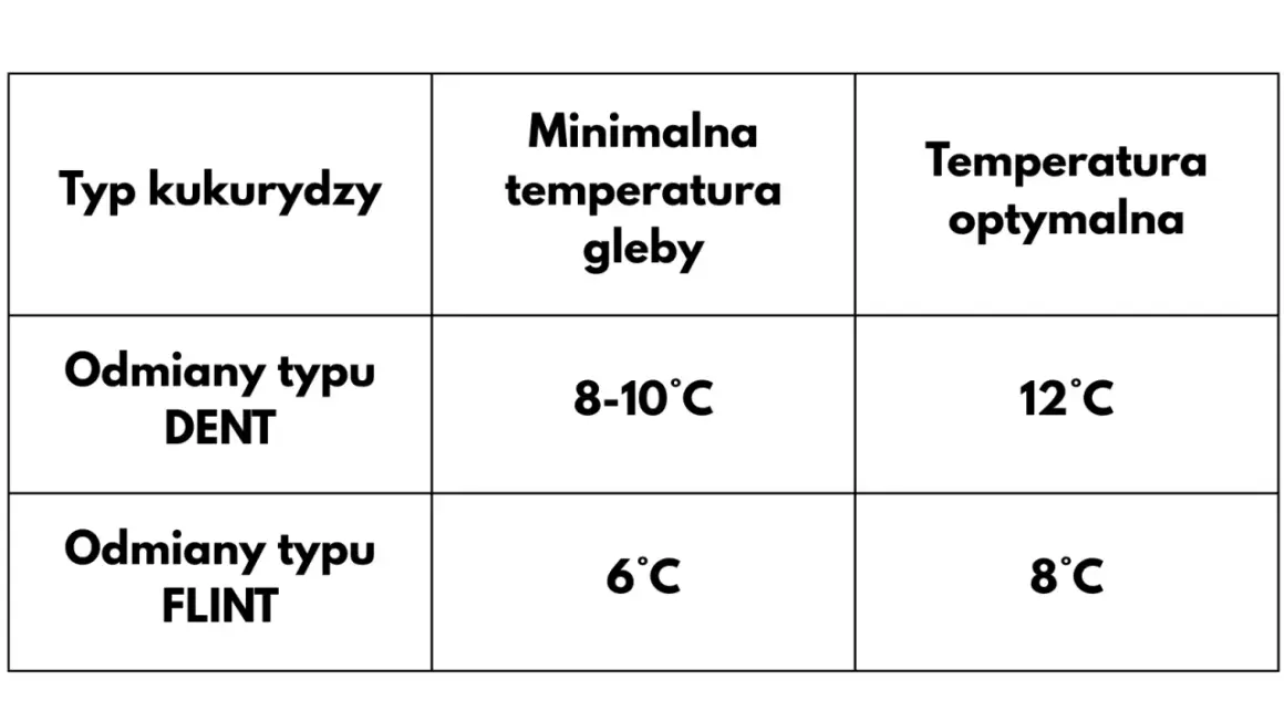Tabela pokazuje, kiedy siać kukurydzę: odmiany DENT potrzebują 8-10°C gleby, a FLINT 6°C.