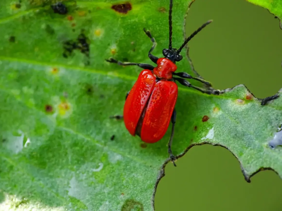 Jaskrawoczerwona poskrzypka liliowa na zielonym liściu, z widocznymi śladami żerowania.