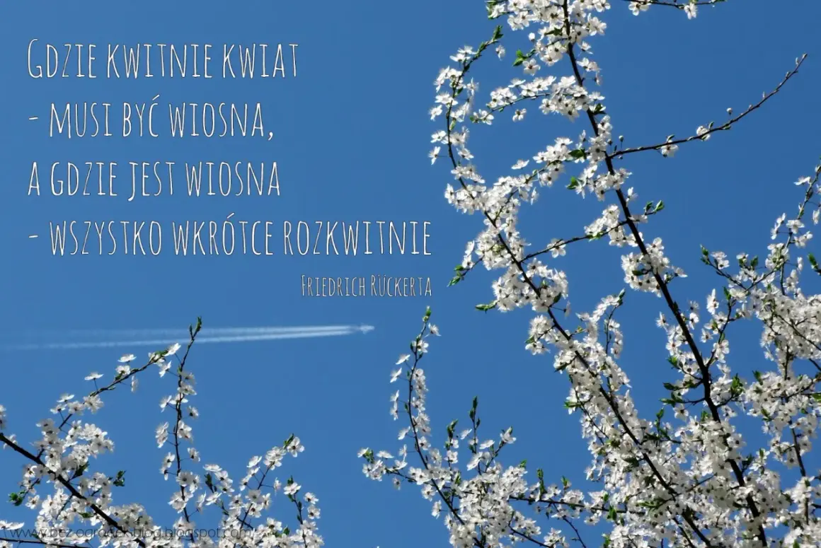 Kwiaty na tle błękitnego nieba przypominają o wiośnie i nadziei. Cytaty o kwiatach i ich rozkwicie.