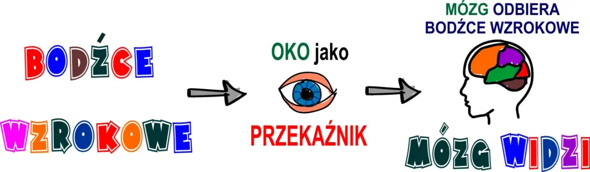 Bodźce wzrokowe trafiają do oka, które jest przekaźnikiem. Mózg odbiera te bodźce i dzięki temu widzimy.