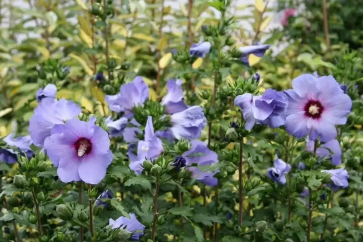 Piękny, fioletowy hibiskus kwitnie w słonecznym stanowisku, otoczony zielenią i innymi roślinami.