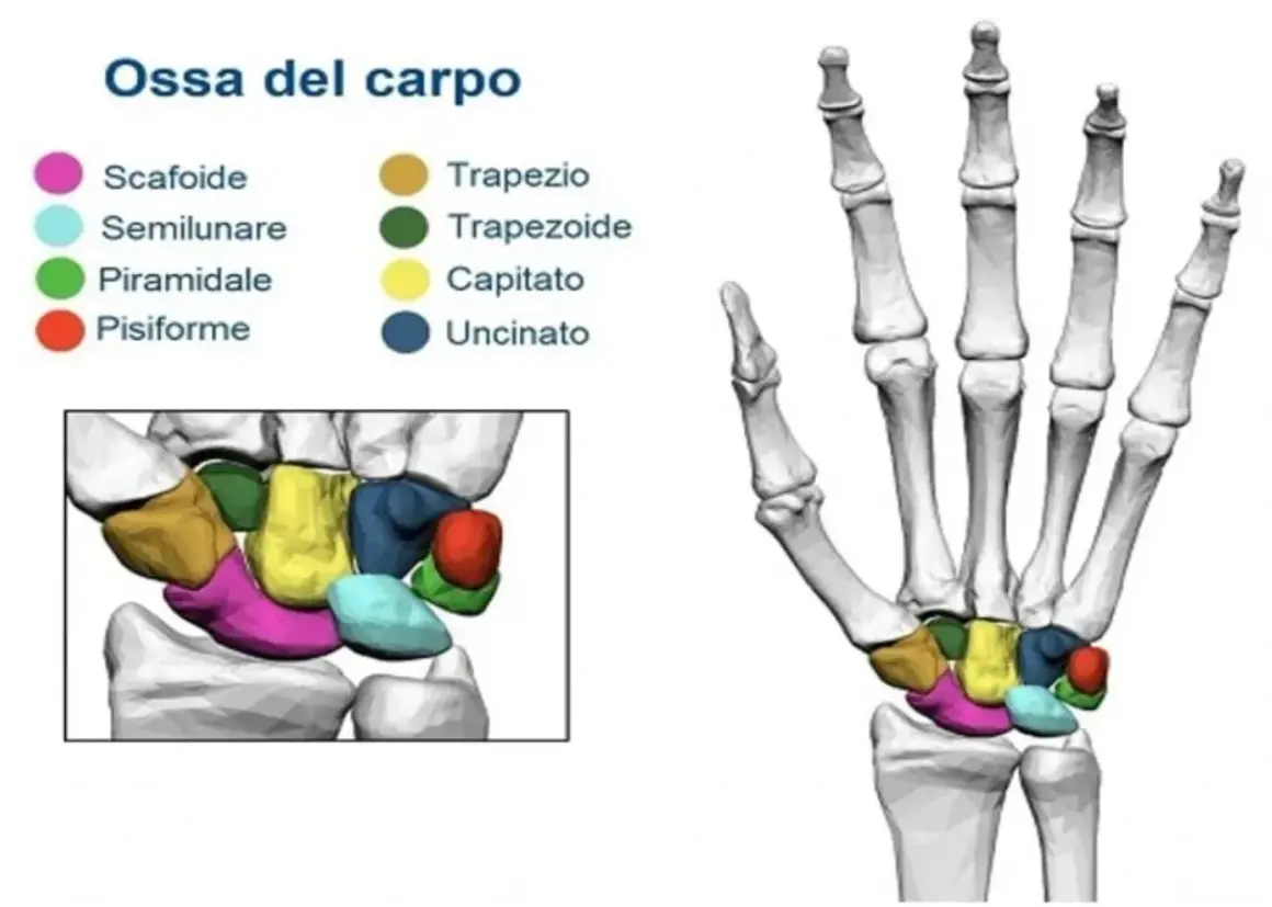 Illustrazione anatomica delle ossa del carpo, che compongono l'articolazione del polso, con colori distinti per ogni osso.