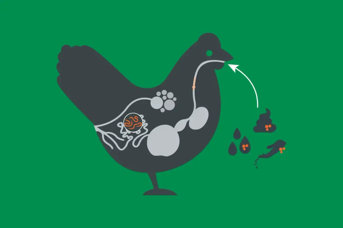 Illustration zeigt das Verdauungssystem eines Huhns mit einem Spulwurm im Darm. Der Kreislauf der Infektion wird durch Pfeile und Kot dargestellt.