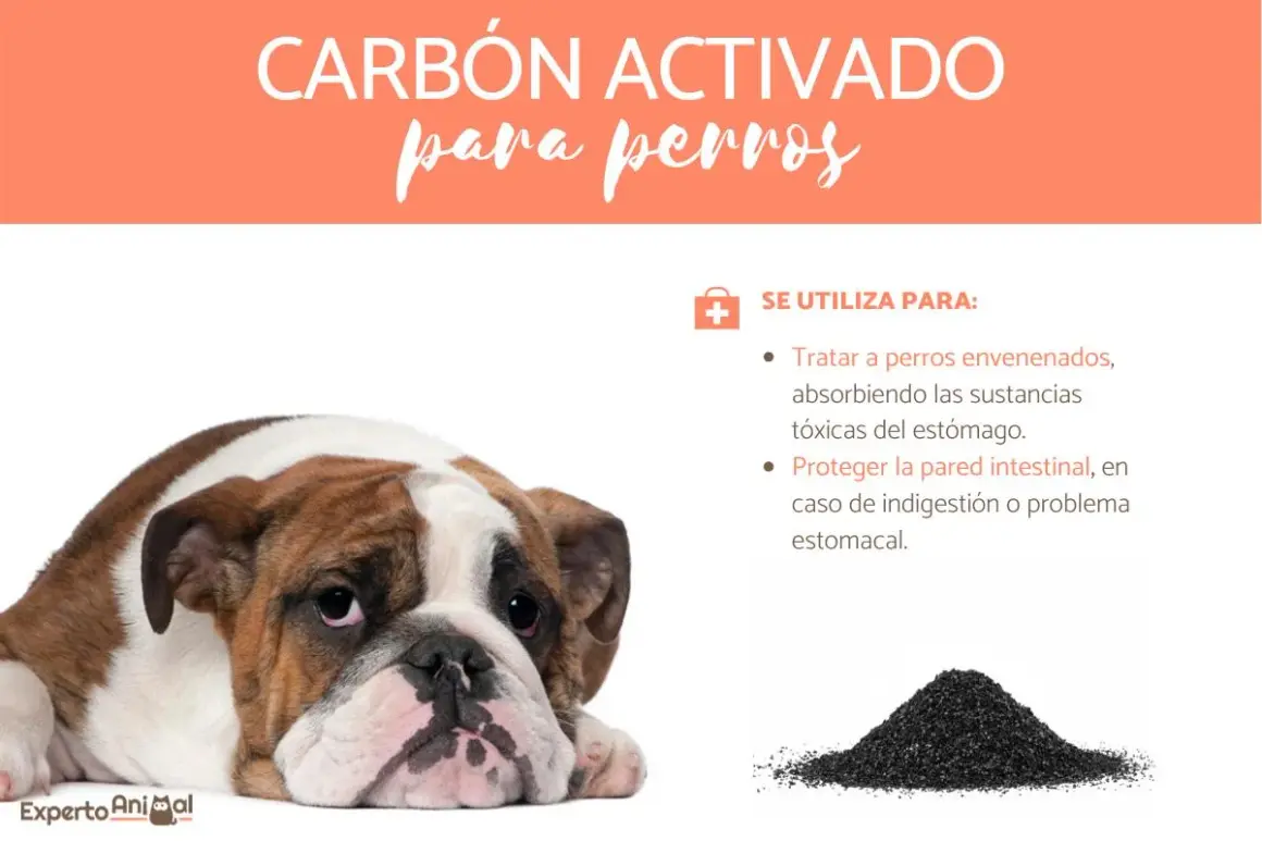 Bulldog triste con texto sobre carbón activado para perros, útil para intoxicaciones y problemas estomacales.