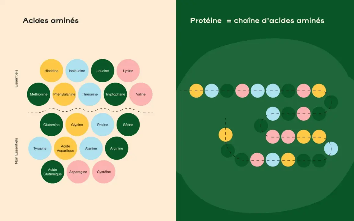 Schéma des acides aminés essentiels et non essentiels, montrant leur rôle comme source de protéine dans une chaîne.