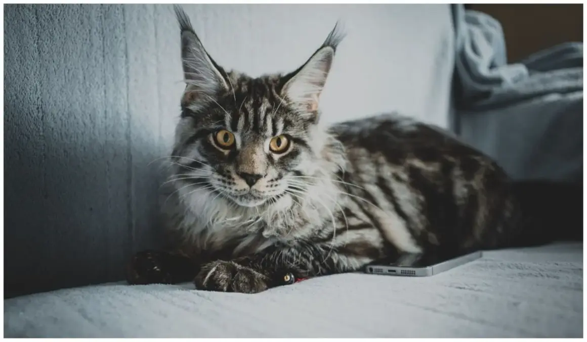 Duży, pręgowany kot Maine Coon leży na kanapie obok telefonu. Zastanawiasz się, jak długo rośnie kot tej rasy?