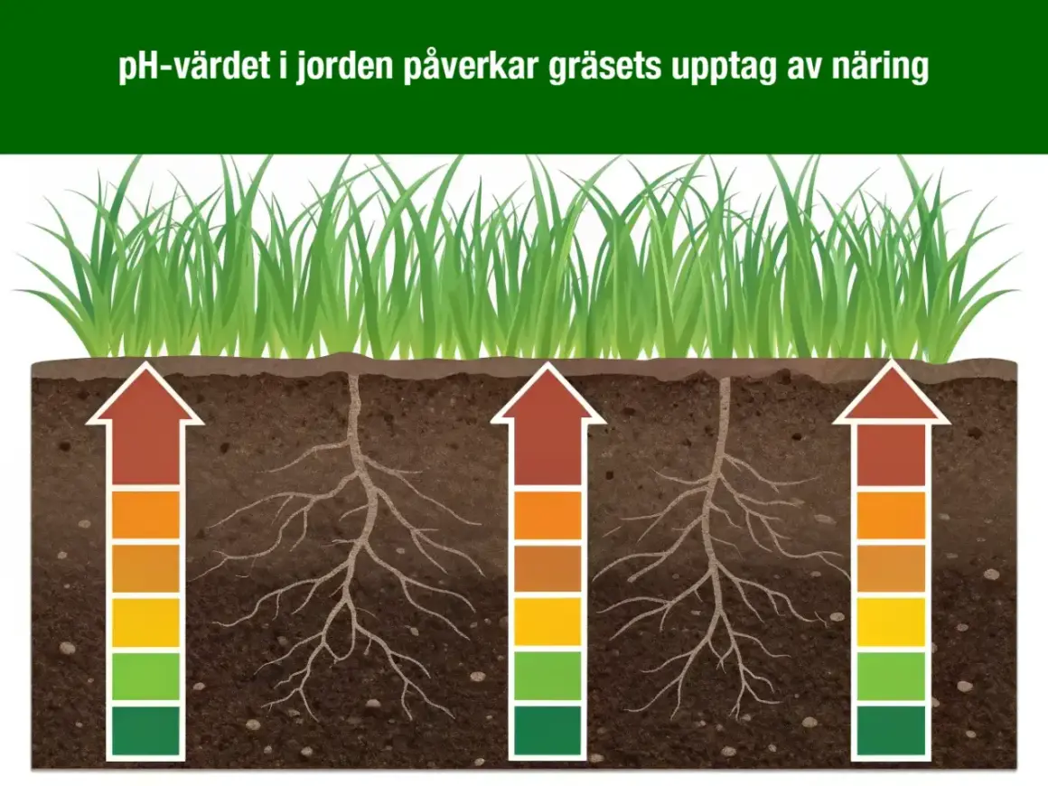 Gräsrötter i jord med varierande pH-värden. Pilarna visar hur näringsupptaget påverkas, från dåligt i sur jord till bra i kalkrik jord.