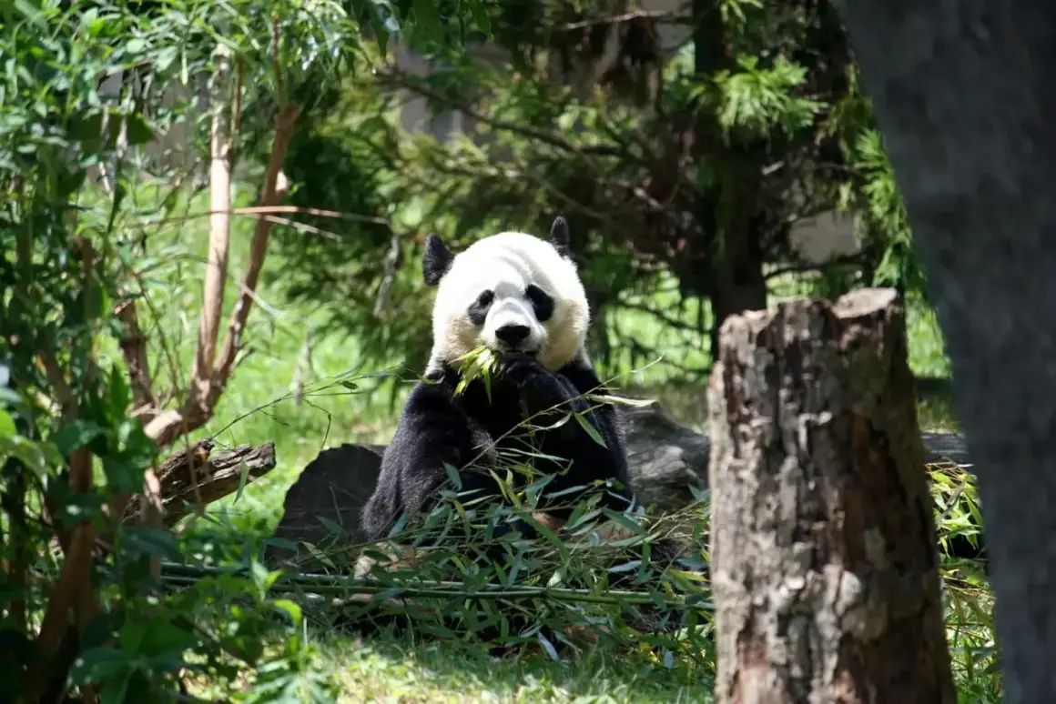 Co je panda? To jest ta urocza, czarno-biała niedźwiedzica jedząca bambus w lesie.