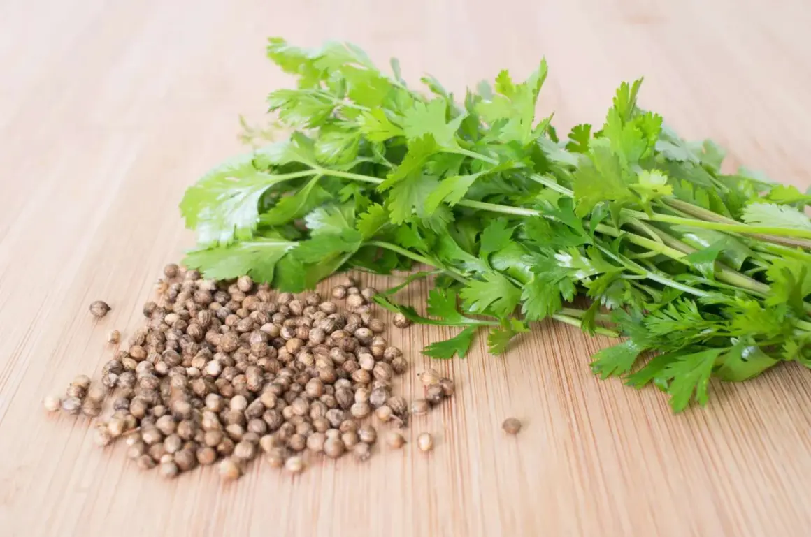 Frischer Koriander und Koriandersamen liegen auf einem Holzbrett. Die Samen sind ein wichtiger Bestandteil für die Aromen und die gesunden Koriander Inhaltsstoffe.