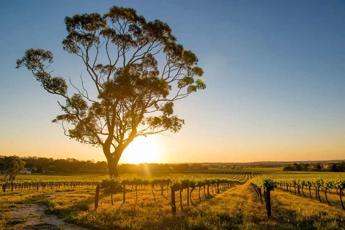 Sonnenuntergang über Weinbergen in Barossa Valley, Australien. Ein alter Baum steht im Vordergrund.