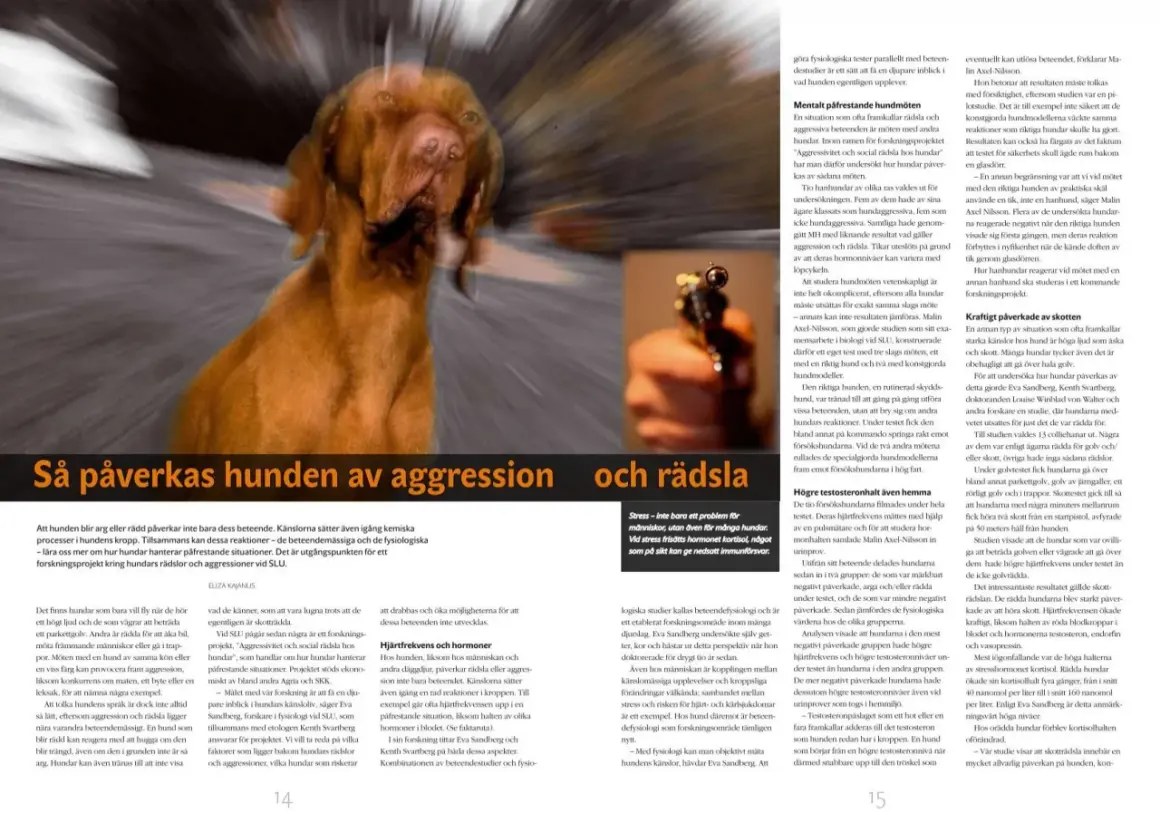 En brun hund skakar, med suddig bakgrund.