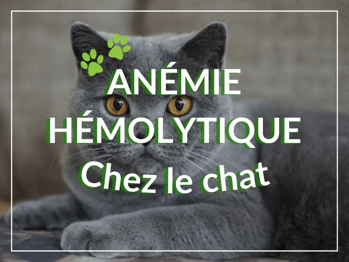 Un chat gris aux yeux jaunes regarde fixement, avec le texte "ANÉMIE HÉMOLYTIQUE Chez le chat" superposé.