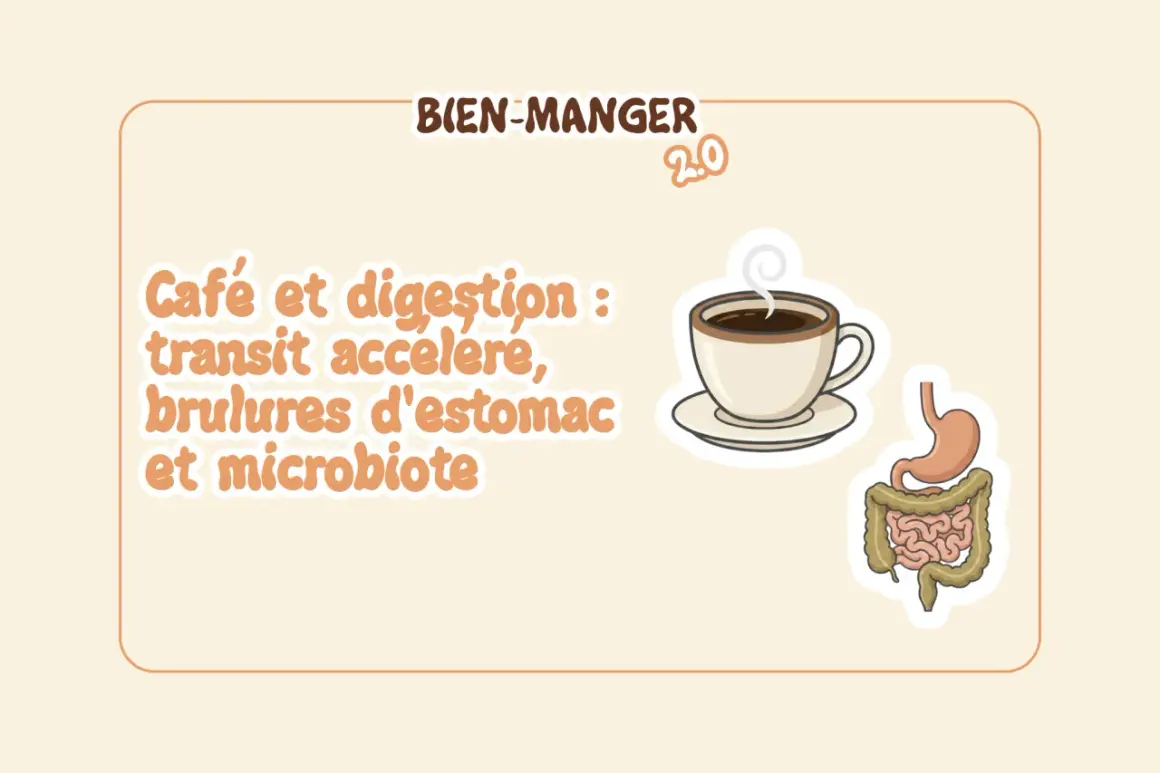 Le café à jeun peut accélérer le transit et causer des brûlures d'estomac. Illustration d'une tasse de café et d'un système digestif.