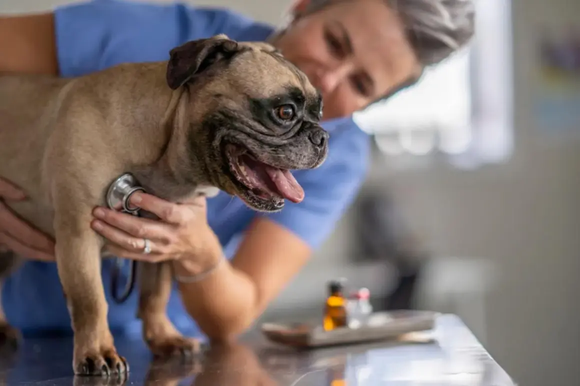 Veterinario examina a un perro pug que respira rápido. El veterinario usa un estetoscopio para escuchar su corazón.