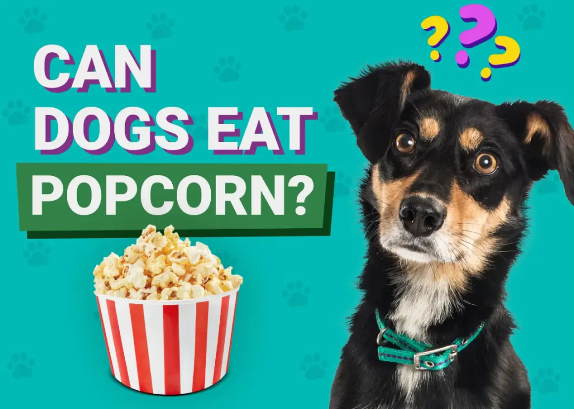 Czy pies może jeść popcorn? Pytanie zadaje ciekawski piesek obok miski popcornu.
