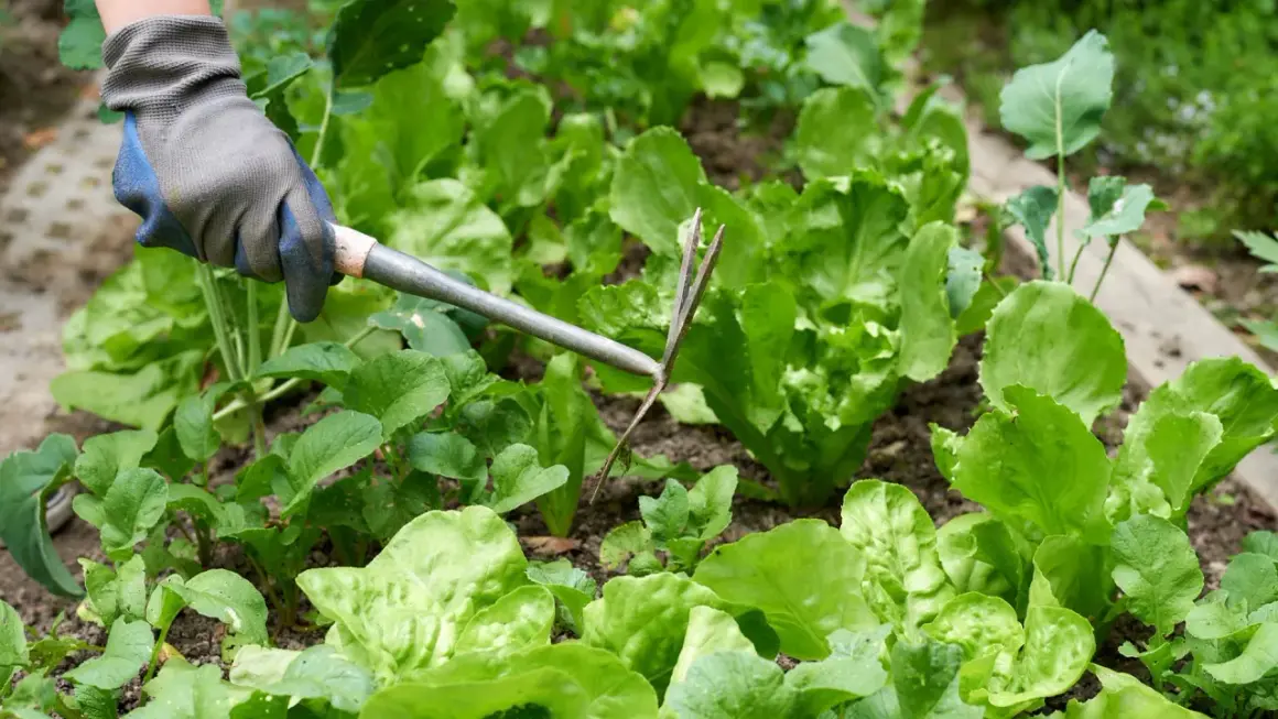 Gärtner mit Handschuh jätet Unkraut zwischen frisch gepflanztem Salat.