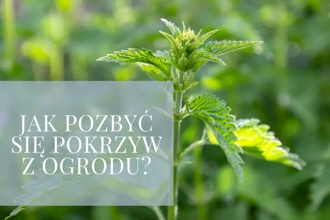 Jak skutecznie pozbyć się pokrzyw z ogrodu: 5 sprawdzonych metod