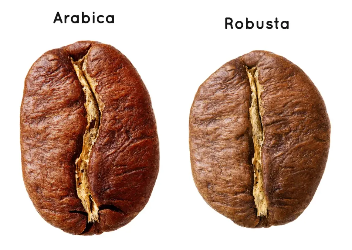 Ziarna kawy Arabica i Robusta. Która kawa lepsza? Zobacz różnice w wyglądzie.