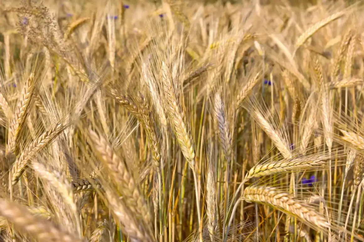 Champ de blé mûr, les épis dorés se balancent. La densité de semis de triticale kg/ha est optimisée pour une récolte abondante.