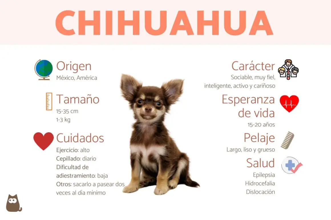 Un adorable chihuahua, con orejas grandes y pelaje marrón, parece un pequeño venado. La imagen detalla su origen, tamaño, cuidados, carácter, esperanza de vida, pelaje y salud.