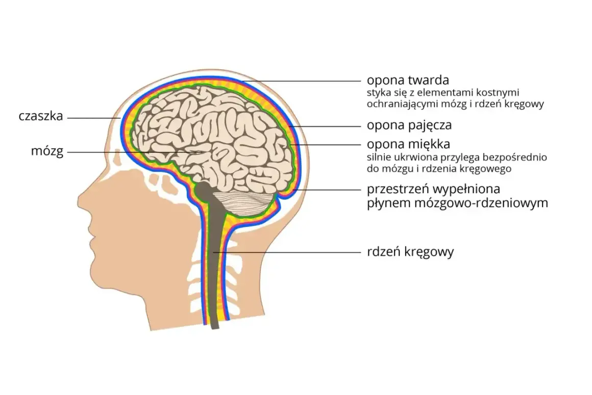 Schemat przekroju głowy ukazujący mózg i jego opony: twardą, pajęczą i miękką, otoczone czaszką. Płyn mózgowo-rdzeniowy wypełnia przestrzeń między oponami.