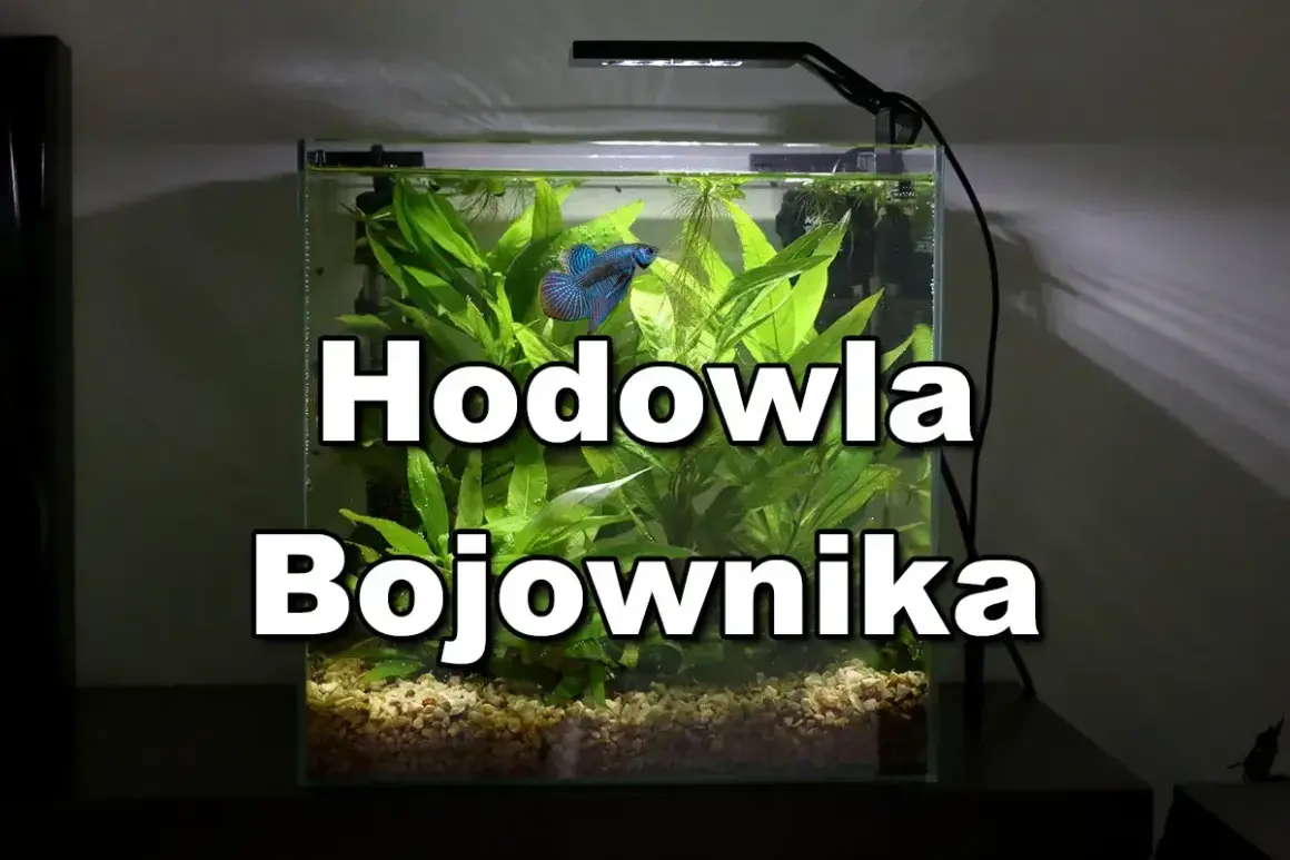 Bojownik w kuli, pływający wśród bujnej roślinności akwariowej.