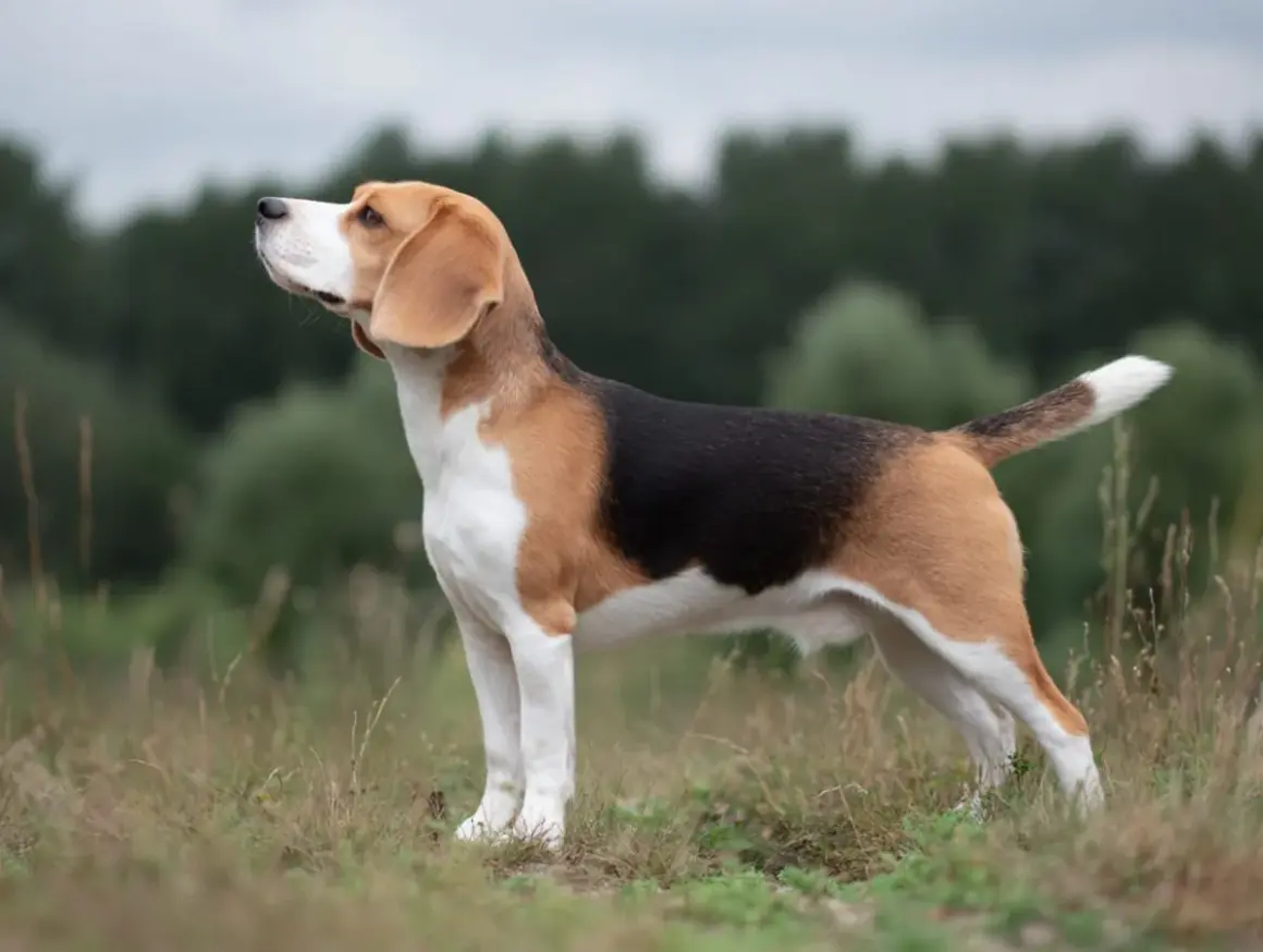 En stolt beagle hundras står i gräset med blicken mot himlen.