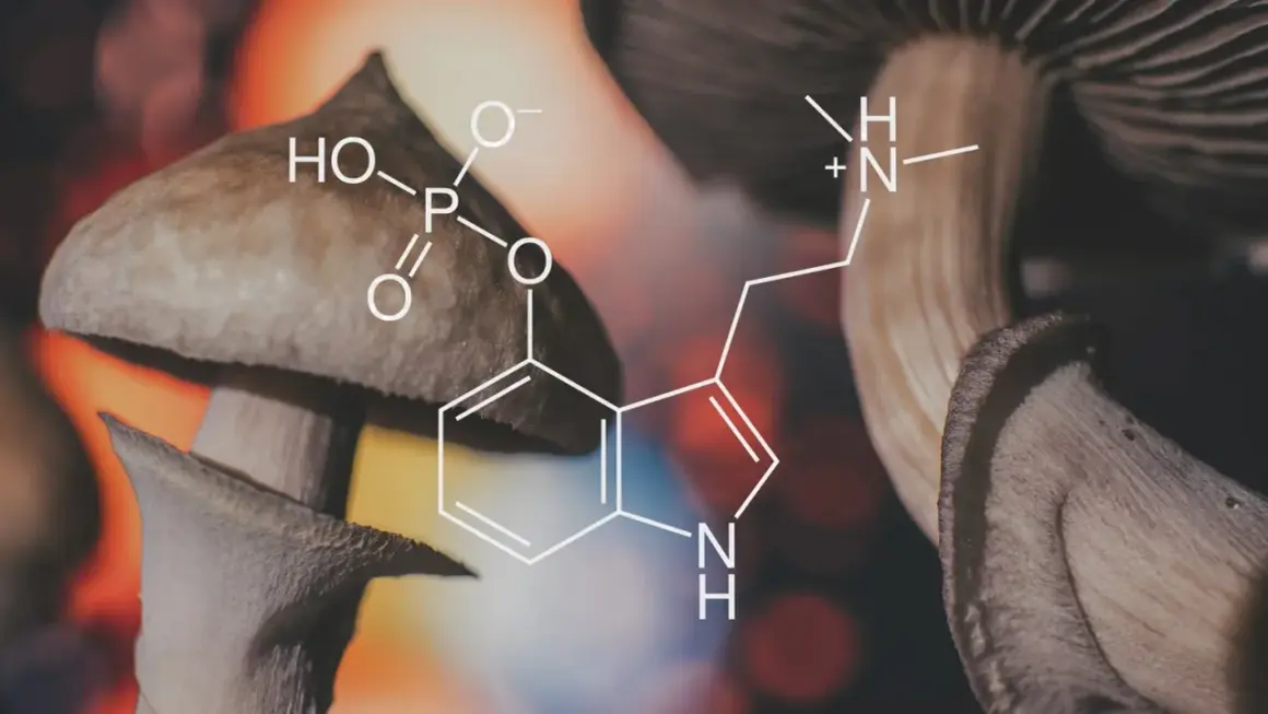 Grzyby psylocybinowe i wzór chemiczny psylocyny, substancji wywołującej halucynacje po grzybach.