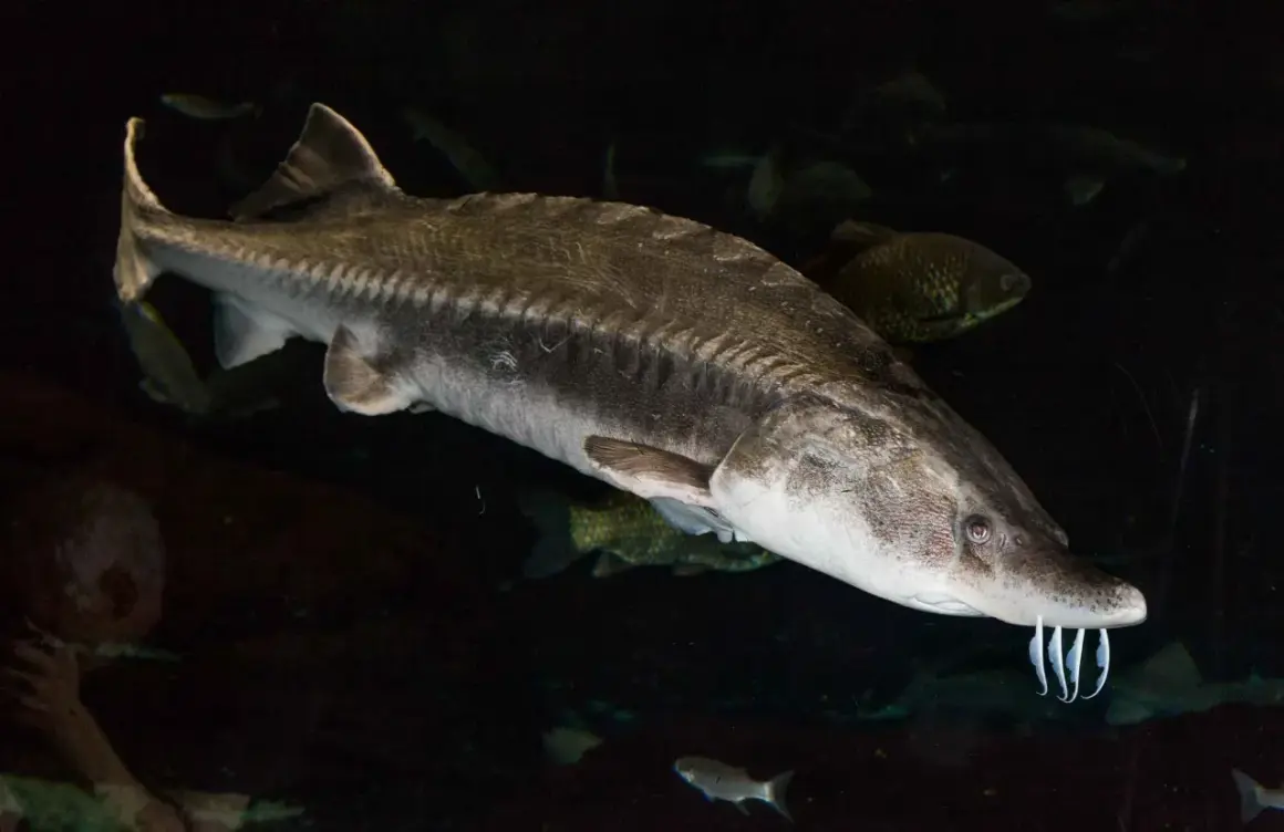 Un esturgeon, le poisson qui donne le précieux caviar, nage dans les profondeurs sombres.